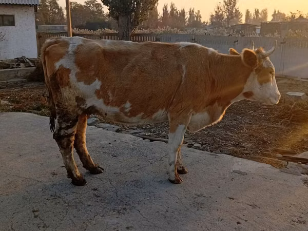母牛, Simmental cattle