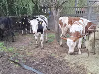 Vaca, Simmental cattle — foto 4