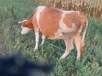 بقرة, Simmental cattle — الصورة 4