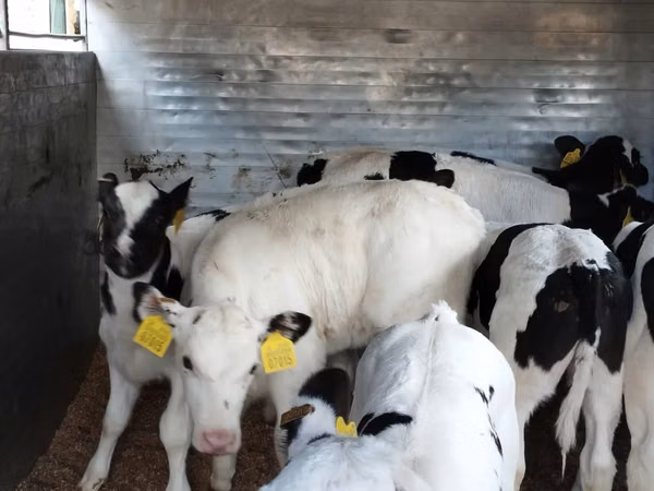 İribuynuzlu mal-qara (partiya, cinsi göstərilməyib), Russian Black pied cattle