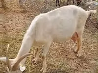 Capră, Saanen goat — foto 1