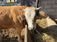 Bou, Simmental cattle — foto 1