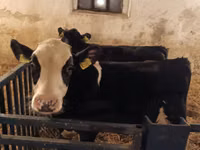 Buqa, Russian Black pied cattle — 8-rasm