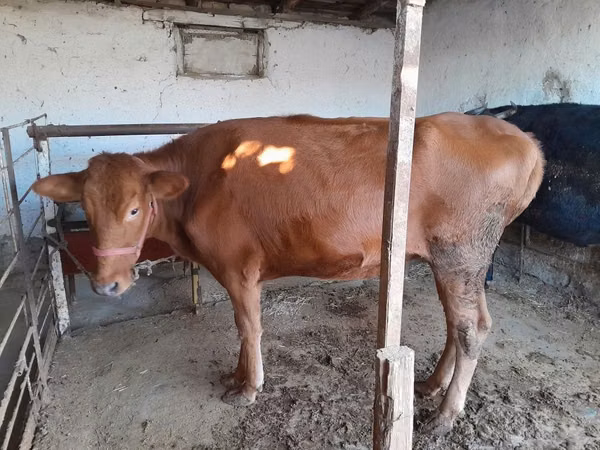 Vaca, Red Estonian cattle