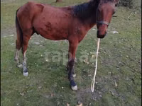 公马, Horses — 照片 2