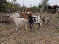 Cabro, Nubian Goat — foto 4