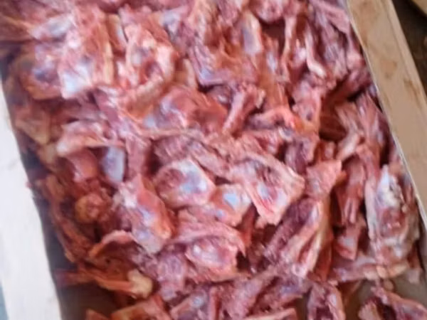 It pişik üçün hər gün sifeji