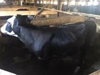 Vaca, Yaroslavl cattle — foto 1