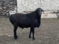 Berbec, Rhon sheep — foto 4