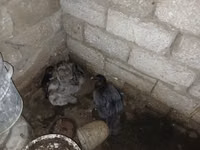 Ducks — foto 5