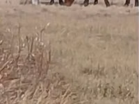 At, Kazakh horse — foto 2