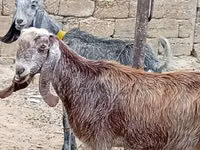 Echki, Damask goat — 2-rasm