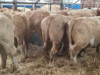 أبقار (دفعة، الجنس غير محدد), Simmental cattle — الصورة 6