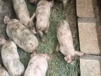 Eber, Schweine — Foto 1