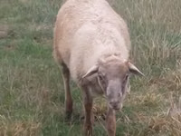 公羊, Sheep — 照片 8