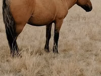 Horse (M), Mugalzhar horse — photo 2