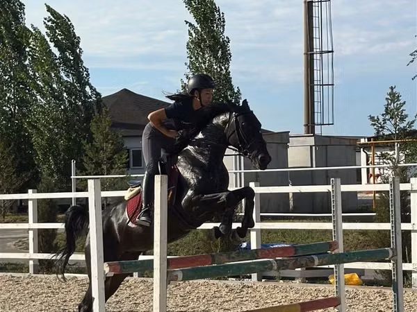 Yegua, Friesian sport horse