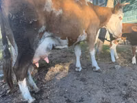 بقرة, Simmental cattle — الصورة 2