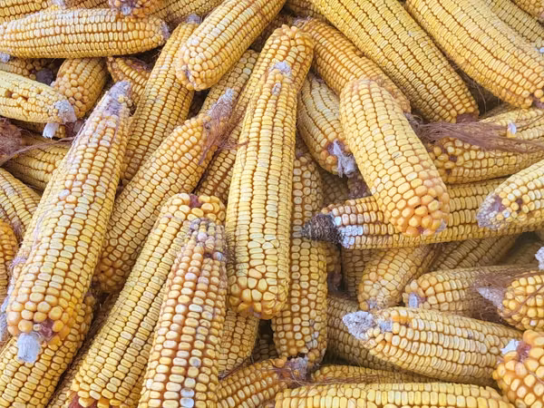 Cucuruza