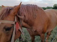 Stute, Pferde — Foto 3