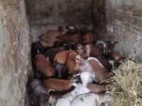 Qoyun, Cameroon sheep — foto 3