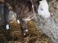 Bull, Simmental cattle — photo 6