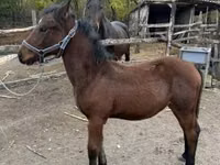 حصان, Nonius horse — الصورة 1