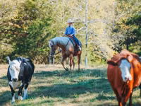 公马, Quarter Horse — 照片 8