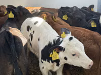 İribuynuzlu mal-qara (partiya, cinsi göstərilməyib), Simmental cattle — foto 5