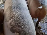 मादा सूअर — फ़ोटो 3