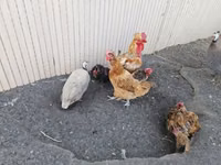 găină daneză — foto 2