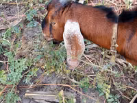 Ziegenbock, Nubian Goat — Foto 3
