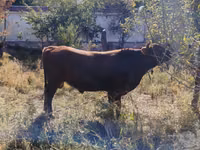 公牛, Cattle — 照片 2