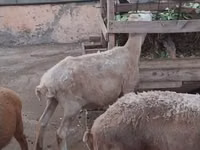 Sheep, Sheep — photo 8