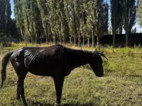 घोड़ा, Russian warmblood — फ़ोटो 5