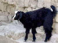 عنزة, الماعز — الصورة 4