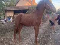 公马, Nonius horse — 照片 3