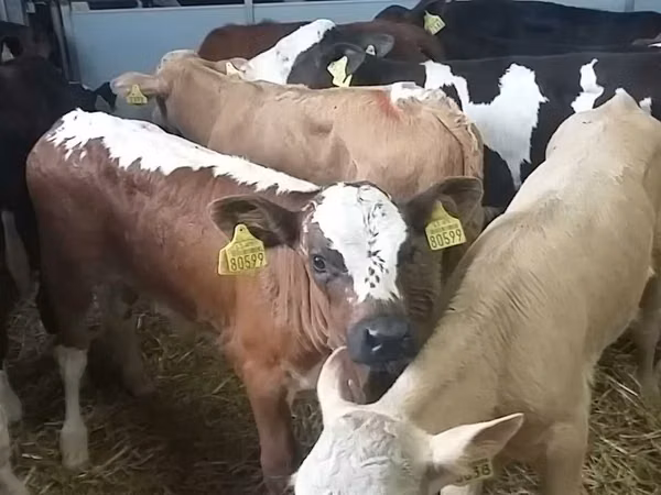 公牛, Cattle