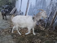 Cabra, Cabras — foto 1