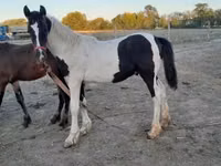 Aygʻir, Friesian — 8-rasm