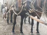 Égua, Cavalos — foto 4
