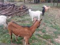 山羊（批次，未指定性别）, Goats — 照片 3