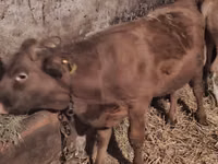 公牛, Simmental cattle — 照片 6