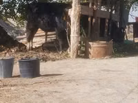 公牛, Cattle — 照片 7
