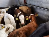 Bovine (lot, sex nespecificat), Hereford — foto 2