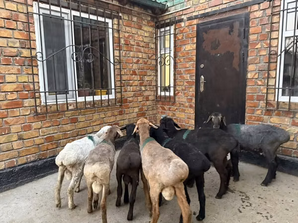 نعجة, Rhon sheep