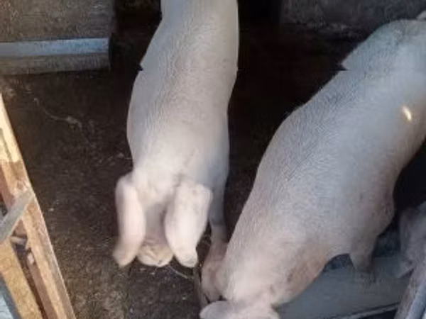 Säue, 