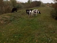 Bulle, Russian Black pied cattle — Foto 2