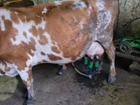 Bou, Russian Black pied cattle — foto 3