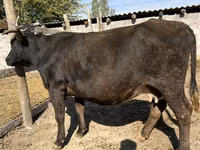 Vaca, Bovinos — foto 1